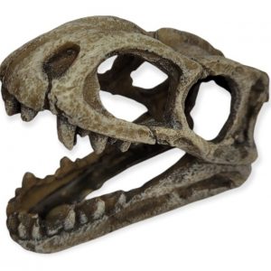 Adorno Mini Craneo Dinosaurio Kw Dophin Acuario